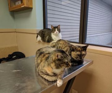 Hobart Animal Clinic
