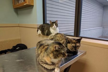 Hobart Animal Clinic