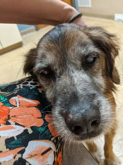 Hobart Animal Clinic 2