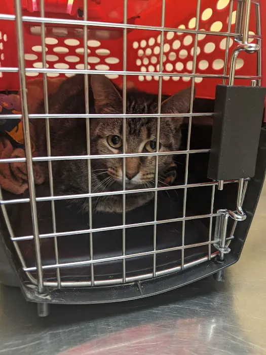Hobart Animal Clinic 6