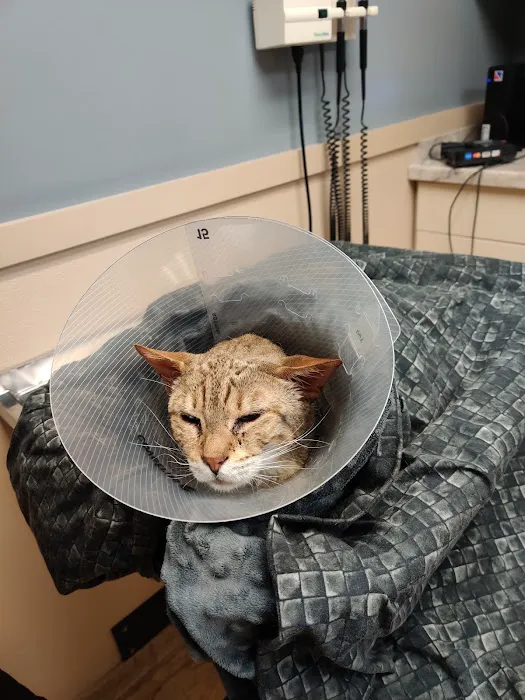 Hobart Animal Clinic 3