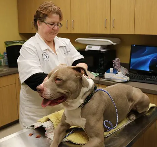 Dyer Animal Clinic 12