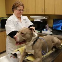 Dyer Animal Clinic ico