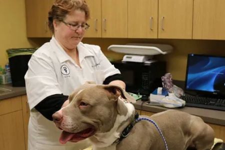 Dyer Animal Clinic