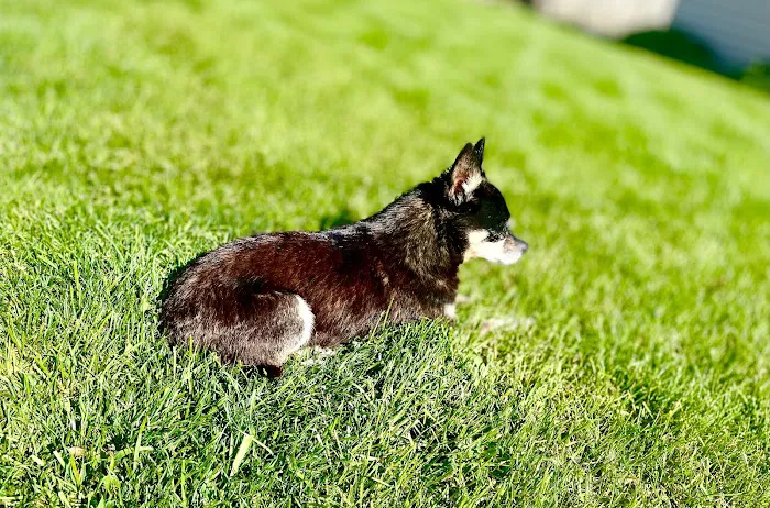 Highland Animal Hospital 12