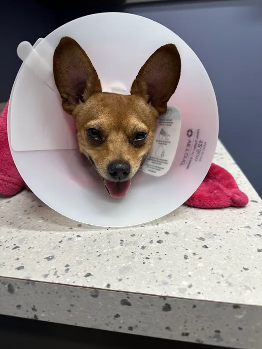 Highland Animal Hospital 12