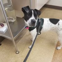 Highland Animal Hospital ico