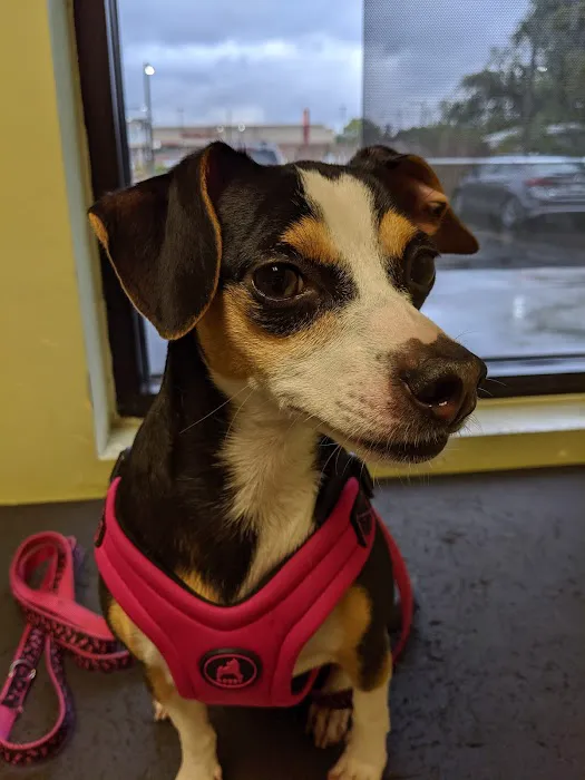 Pet Vet Express 12