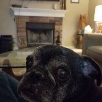 Pet Vet Express ico