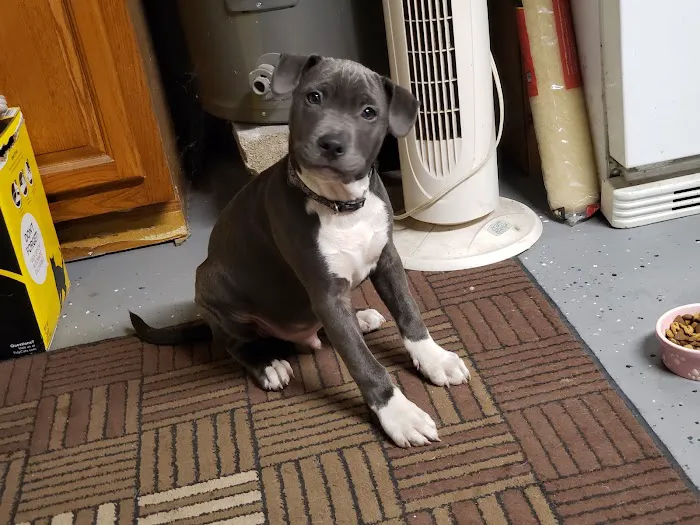 Banfield Pet Hospital 5