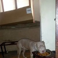 Animal Medical Center Of Sauk Village ico