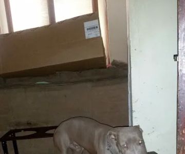 Animal Medical Center Of Sauk Village