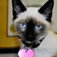 Illiana Veterinary Hospital ico