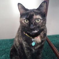 Woodmar Animal Clinic ico