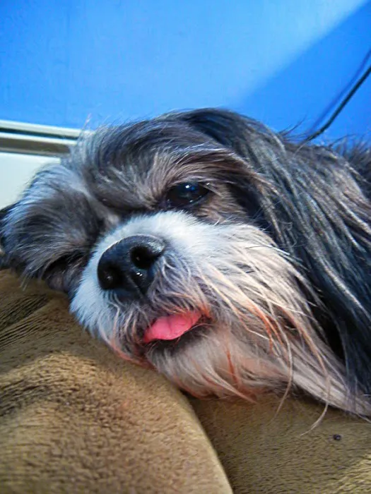 Woodmar Animal Clinic 6