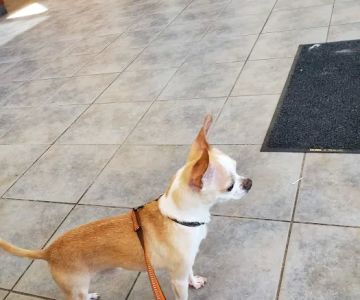 Munster Animal Hospital: Foster Mike DVM