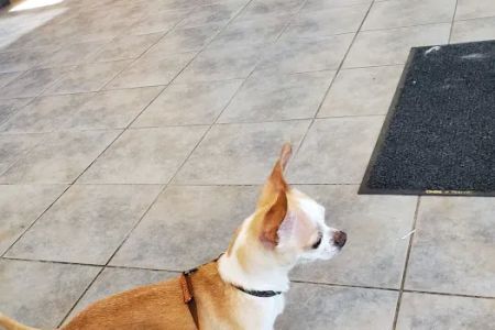 Munster Animal Hospital: Foster Mike DVM