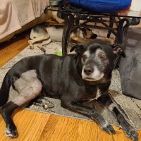 Veterinary Orthopedic Center ico