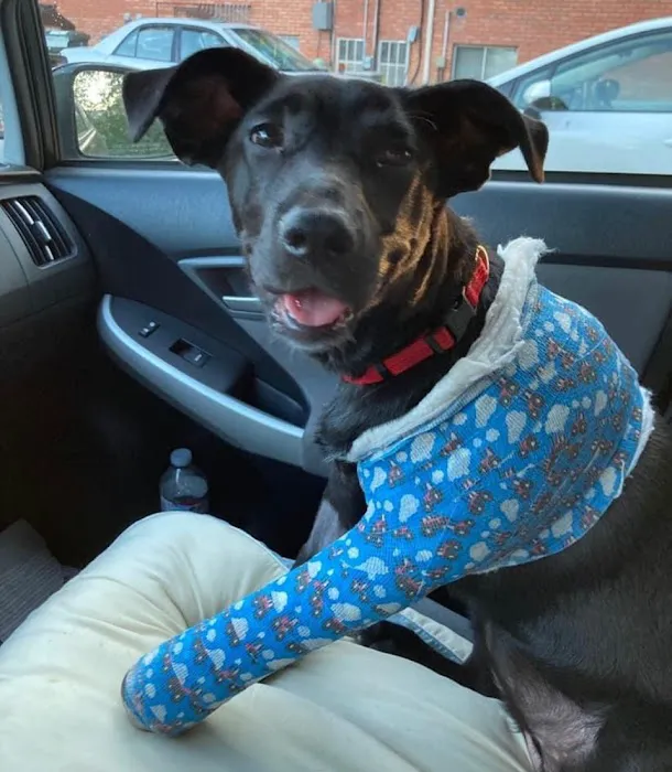 Veterinary Orthopedic Center 12
