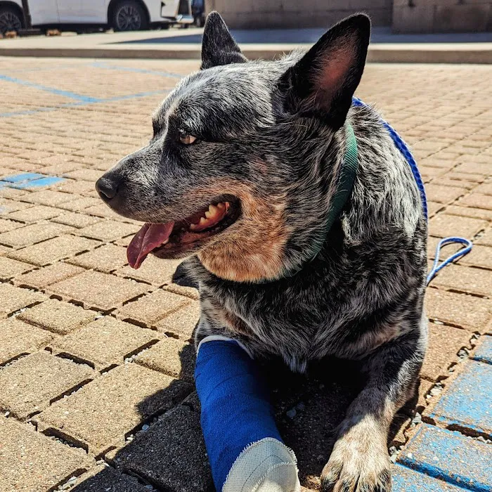Veterinary Orthopedic Center 12