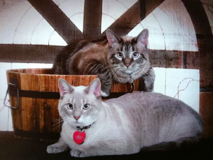 Sibley Animal Hospital 2