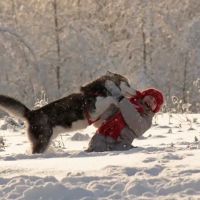 Sibley Animal Hospital ico