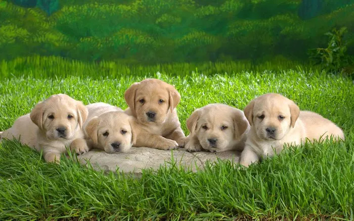 Sibley Animal Hospital 8