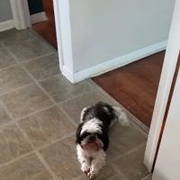 Lansing Animal Hospital ico