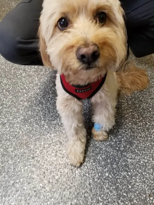 Lansing Animal Hospital 9
