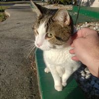 Glenwood Village Pet Hospital ico