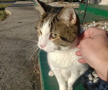 Glenwood Village Pet Hospital