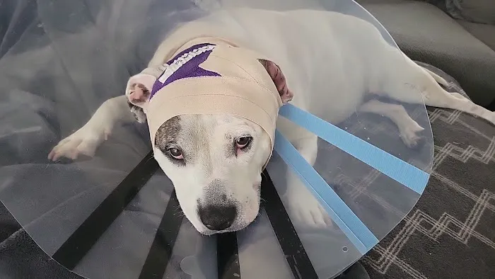 St John Animal Clinic 4