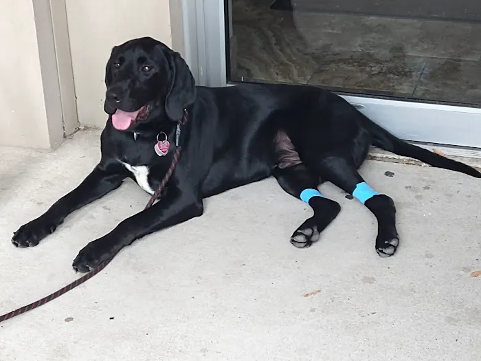 St John Animal Clinic 1
