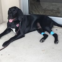 St John Animal Clinic ico