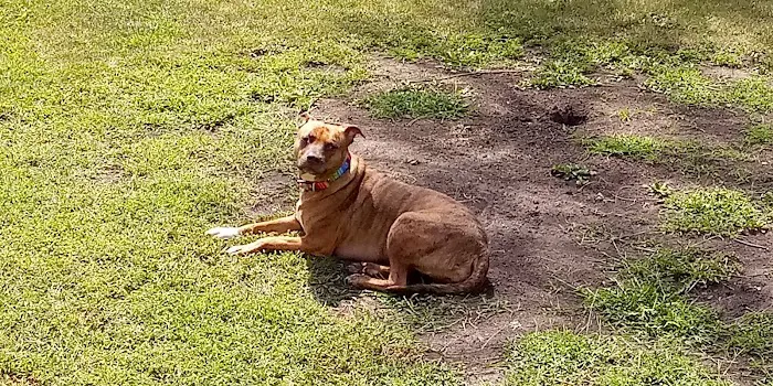 Glen Park Animal Hospital 12