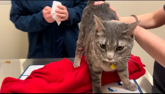 Vetco Total Care Animal Hospital 8