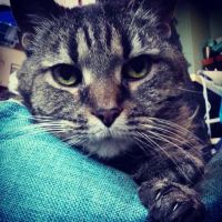 Broadway Pet Hospital ico