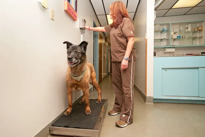 Southlake Animal Hospital PC 12