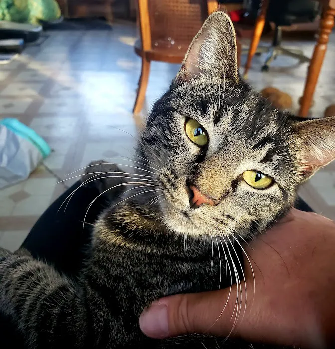 Glenwood Village Pet Hospital: Ramczyk Michelle DVM 2