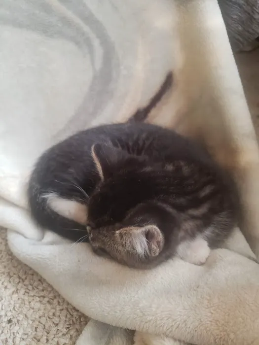 Glenwood Village Pet Hospital: Ramczyk Michelle DVM 3