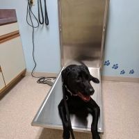 Hanover Veterinary Hospital ico