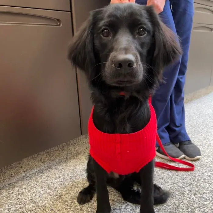 Coyne Veterinary Center - St. John 12