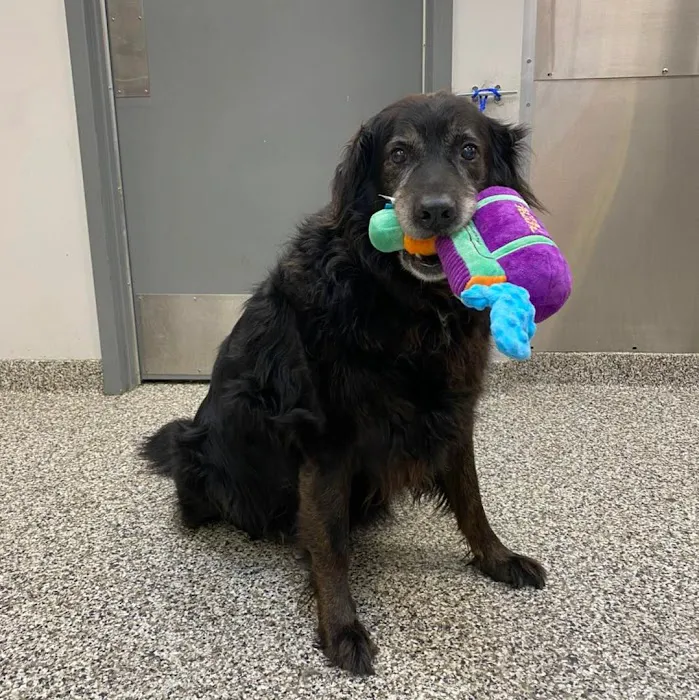 Coyne Veterinary Center - St. John 12