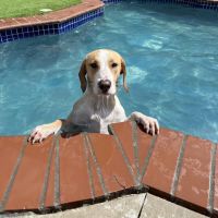Coyne Veterinary Center - Crown Point ico