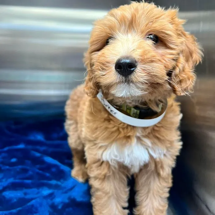 Coyne Veterinary Center - Crown Point 12