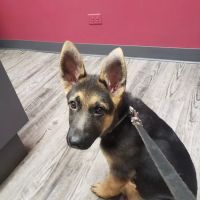 Kragness Animal Hospital ico