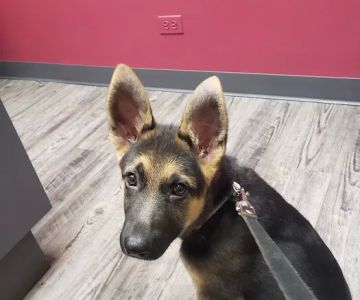 Kragness Animal Hospital