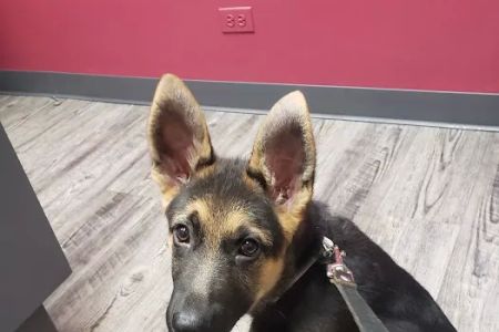 Kragness Animal Hospital