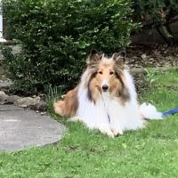 Your Hometown Animal Hospital ico