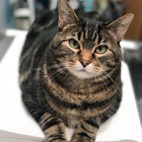 McPheron Animal Clinic ico